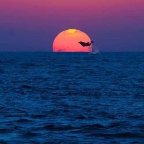 Meet your Posher, Tammy - Picture 1 of 1